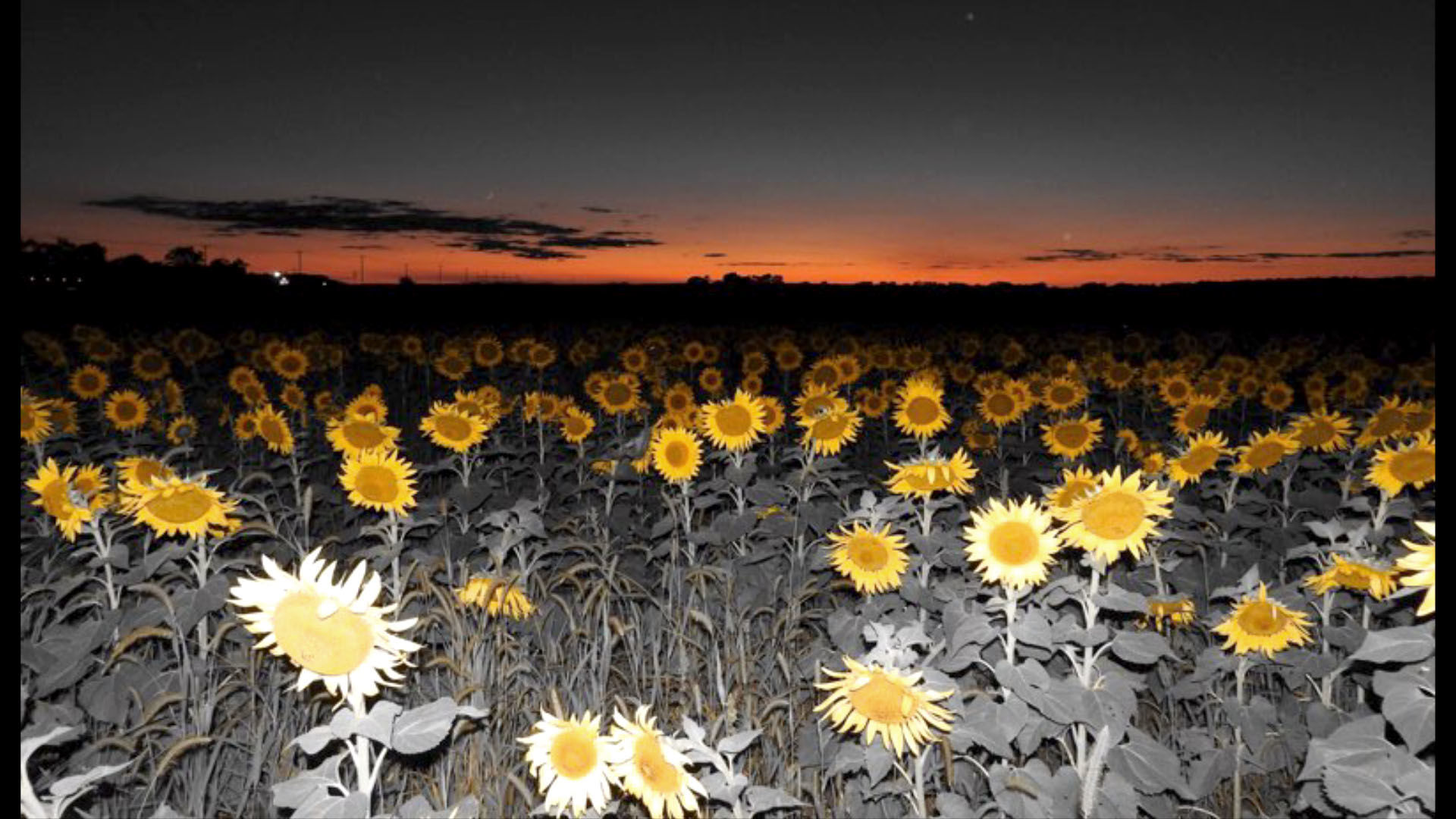 Sunset sunflowers